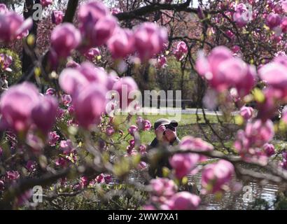 Wien, Österreich. März 2024. Ein Mann fotografiert Blumen in einem Park in Wien, Österreich, 19. März 2024. Quelle: He Canling/Xinhua/Alamy Live News Stockfoto