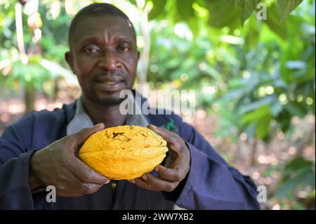 GHANA, Suhum, kleinbäuerlicher biologischer Kakaobetrieb, Kakaoernte, Landwirt mit reifer Kakaoschote / GHANA, Suhum, Kleinbauer bei Bio-Kakao Ernte, Bauer mit reifer Kakaofrucht Stockfoto