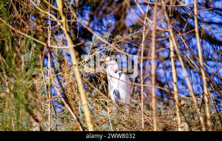 Dundee, Tayside, Schottland, Großbritannien. März 2024. Wetter in Großbritannien: Stürmischer Wind und heller Sonnenschein an einem frühlingshaften Morgen mit fantastischen Fotos von Graureiher im Dundee Caird Park, die während der Froschpaarungszeit nach Nahrung suchen. Quelle: Dundee Photographics/Alamy Live News Stockfoto