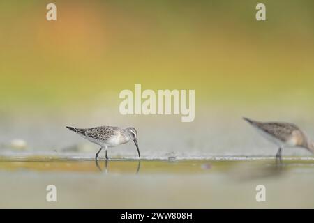 Sonnenaufgang in den Feuchtgebieten, Porträt von Curlew Sandpiper (Calidris ferruginea) Stockfoto