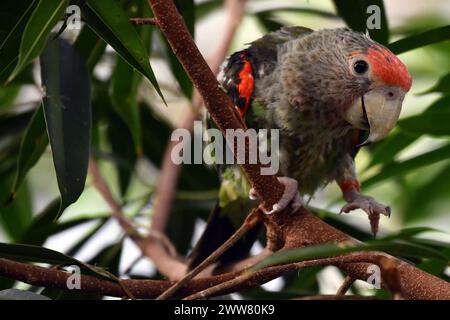 22. März 2024, Dvur Kralove nad Labem, Tschechische Republik: Ein Kappapagei (Poicephalus robustus), der in einem Baum im Safari Park in Dvur Kralove nad Labem in der Tschechischen Republik thront. Sie kommt in Afromontanen-Wäldern in gemäßigten Höhen im Osten Südafrikas vor, von den Küstenabhängen nahe dem Meeresspiegel bis in die midlands auf etwa 1000 m Höhe (Kreditbild: © Slavek Ruta/ZUMA Press Wire) NUR REDAKTIONELLE VERWENDUNG! Nicht für kommerzielle ZWECKE! Stockfoto