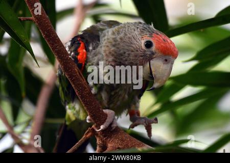 22. März 2024, Dvur Kralove nad Labem, Tschechische Republik: Ein Kappapagei (Poicephalus robustus), der in einem Baum im Safari Park in Dvur Kralove nad Labem in der Tschechischen Republik thront. Sie kommt in Afromontanen-Wäldern in gemäßigten Höhen im Osten Südafrikas vor, von den Küstenabhängen nahe dem Meeresspiegel bis in die midlands auf etwa 1000 m Höhe (Kreditbild: © Slavek Ruta/ZUMA Press Wire) NUR REDAKTIONELLE VERWENDUNG! Nicht für kommerzielle ZWECKE! Stockfoto
