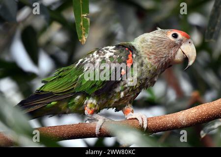 22. März 2024, Dvur Kralove nad Labem, Tschechische Republik: Ein Kappapagei (Poicephalus robustus), der in einem Baum im Safari Park in Dvur Kralove nad Labem in der Tschechischen Republik thront. Sie kommt in Afromontanen-Wäldern in gemäßigten Höhen im Osten Südafrikas vor, von den Küstenabhängen nahe dem Meeresspiegel bis in die midlands auf etwa 1000 m Höhe (Kreditbild: © Slavek Ruta/ZUMA Press Wire) NUR REDAKTIONELLE VERWENDUNG! Nicht für kommerzielle ZWECKE! Stockfoto