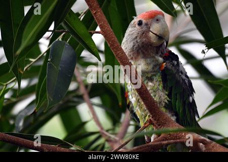 22. März 2024, Dvur Kralove nad Labem, Tschechische Republik: Ein Kappapagei (Poicephalus robustus), der in einem Baum im Safari Park in Dvur Kralove nad Labem in der Tschechischen Republik thront. Sie kommt in Afromontanen-Wäldern in gemäßigten Höhen im Osten Südafrikas vor, von den Küstenabhängen nahe dem Meeresspiegel bis in die midlands auf etwa 1000 m Höhe (Kreditbild: © Slavek Ruta/ZUMA Press Wire) NUR REDAKTIONELLE VERWENDUNG! Nicht für kommerzielle ZWECKE! Stockfoto