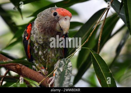 22. März 2024, Dvur Kralove nad Labem, Tschechische Republik: Ein Kappapagei (Poicephalus robustus), der in einem Baum im Safari Park in Dvur Kralove nad Labem in der Tschechischen Republik thront. Sie kommt in Afromontanen-Wäldern in gemäßigten Höhen im Osten Südafrikas vor, von den Küstenabhängen nahe dem Meeresspiegel bis in die midlands auf etwa 1000 m Höhe (Kreditbild: © Slavek Ruta/ZUMA Press Wire) NUR REDAKTIONELLE VERWENDUNG! Nicht für kommerzielle ZWECKE! Stockfoto