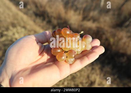 Junge männliche Hand eines Kaukasiers, der im Herbst in der Sonne einen Haufen weißer reifer Trauben hält Stockfoto