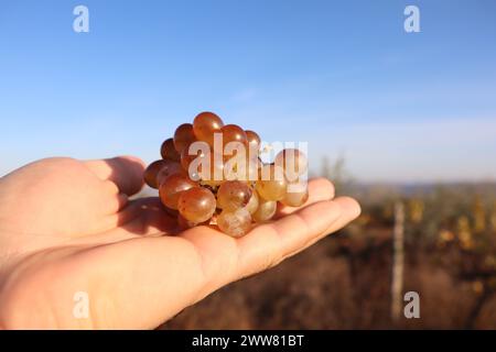 Die Hand eines Mannes hält einen Haufen weißer Trauben in der Hand auf dem Hintergrund eines Weinbergs und blauen Himmels Stockfoto