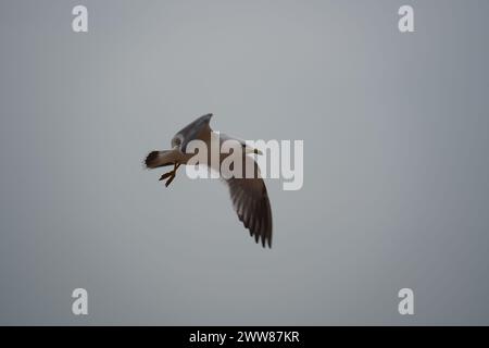 Eine Möwe fliegt am Himmel Stockfoto