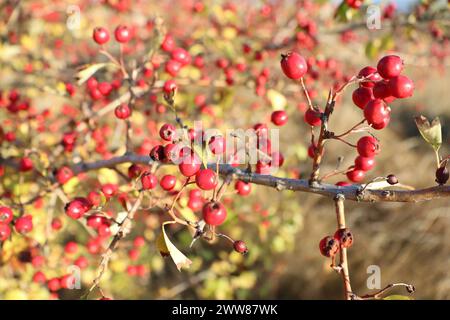 Haufen roter Weißdornbeeren hängen von einem Zweig einer Holzpflanze Stockfoto