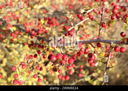 Haufen roter Weißdornbeeren hängen von einem Zweig einer Holzpflanze Stockfoto