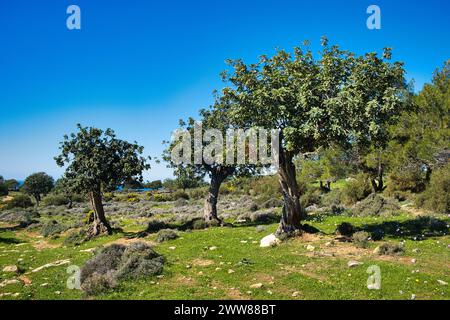 Johannisbrotbäume im offenen Wald in der Nähe von Pissouri, grenzt an Paphos und Limassol an der Südküste Zyperns an einem sonnigen Tag. Stockfoto