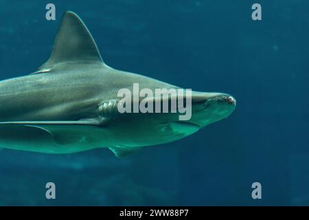 Silberspitzenhai schwimmen im Tiefseeaquarium. Stockfoto