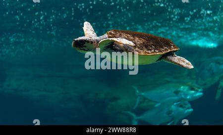 Blick auf Meeresschildkröten, die im Meeresaquarium schwimmen. Stockfoto