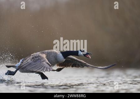 Canada Goose (Branta canadensis) startet von einem See auf den Somerset Levels in Somerset, Vereinigtes Königreich. Stockfoto