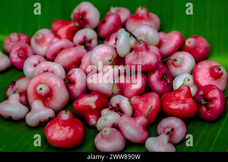 Roter Rosenapfel auf grünem Hintergrund. Stockfoto