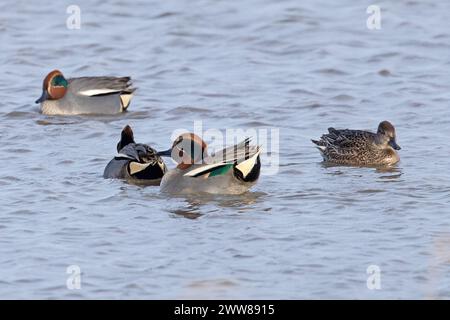 Eurasian Teal (Anas crecca) drake zeigt Norfolk im Februar 2024 Stockfoto