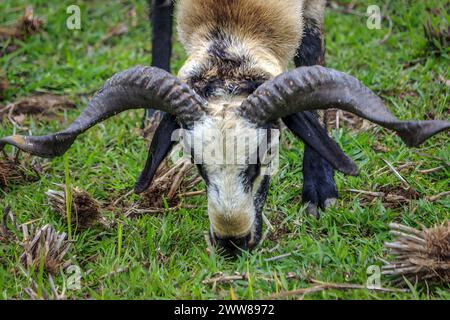Ziegenkopf mit langen Hörnern im Porträt Stockfoto