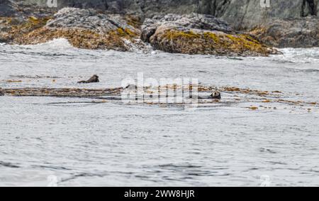 Bevy (Gruppe) von Seeottern an der Oberfläche im Prince William Sound, Alaska, USA Stockfoto