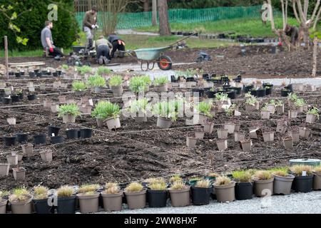 Vorbereitung und Bepflanzung der Glasshouse Landscape Borders im RHS Wisley Gardens. Wisley, Surrey, England Stockfoto