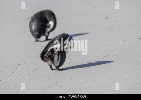 Penguin Magellanic (Spheniscus magellanicus), Preening, Carcass Island, Falklands, Januar 2024 Stockfoto