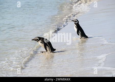 Penguin Magellanic (Spheniscus magellanicus), Eintritt ins Meer, Carcass Island, Falklands, Januar 2024 Stockfoto