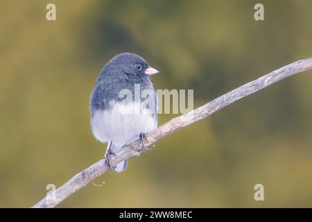 Kleiner dunkeläugiger Junco, der auf einem Zweig in meinem Garten sitzt, mit verschwommenem Hintergrund und Kopierraum Stockfoto