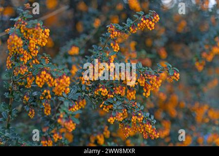 berberis darwinii Stockfoto