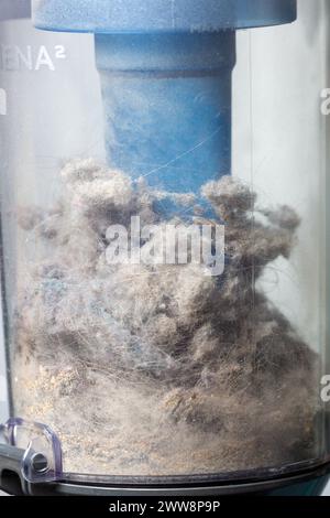 Ein beutelloser Staubsauger, der mit Haaren und Staub gefüllt ist Stockfoto