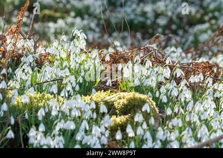 Ein Teppich aus Schneeglöckchen im Wald um Balcarres Estate bei Colinsburgh, Fife, Schottland. Stockfoto
