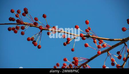 Rote Beeren von reifem Weißdorn wachsen auf dem Ast vor hellblauem, klarem Himmel. Auf der Seite ist viel Platz für Ihren Text. Köstliche und gesunde medici Stockfoto