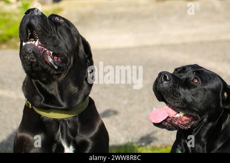 Gemischte Rasse zwischen Labrador und Great Dane, muskulöser Aufbau, verspielte Persönlichkeit, stark, sportlich, breiter Kopf, kräftiger Kiefer, Augen groß und expr Stockfoto