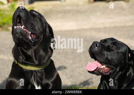 Gemischte Rasse zwischen Labrador und Great Dane, muskulöser Aufbau, verspielte Persönlichkeit, stark, sportlich, breiter Kopf, kräftiger Kiefer, Augen groß und expr Stockfoto