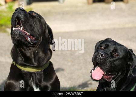 Gemischte Rasse zwischen Labrador und Great Dane, muskulöser Aufbau, verspielte Persönlichkeit, stark, sportlich, breiter Kopf, kräftiger Kiefer, Augen groß und expr Stockfoto