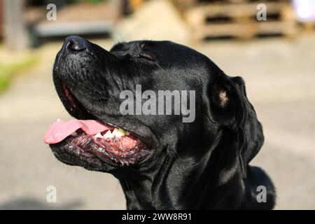 Gemischte Rasse zwischen Labrador und Great Dane, muskulöser Aufbau, verspielte Persönlichkeit, stark, sportlich, breiter Kopf, kräftiger Kiefer, Augen groß und expr Stockfoto