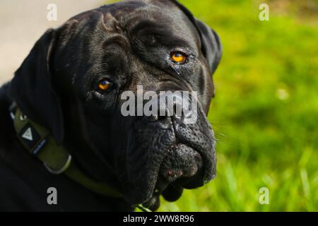 Gemischte Rasse zwischen Labrador und Great Dane, muskulöser Aufbau, verspielte Persönlichkeit, stark, sportlich, breiter Kopf, kräftiger Kiefer, Augen groß und expr Stockfoto