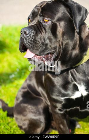 Gemischte Rasse zwischen Labrador und Great Dane, muskulöser Aufbau, verspielte Persönlichkeit, stark, sportlich, breiter Kopf, kräftiger Kiefer, Augen groß und expr Stockfoto