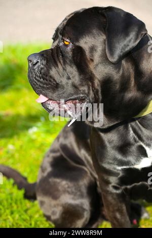 Gemischte Rasse zwischen Labrador und Great Dane, muskulöser Aufbau, verspielte Persönlichkeit, stark, sportlich, breiter Kopf, kräftiger Kiefer, Augen groß und expr Stockfoto