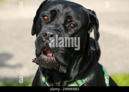 Gemischte Rasse zwischen Labrador und Great Dane, muskulöser Aufbau, verspielte Persönlichkeit, stark, sportlich, breiter Kopf, kräftiger Kiefer, Augen groß und expr Stockfoto