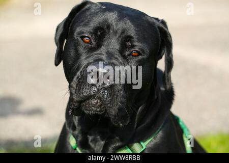 Gemischte Rasse zwischen Labrador und Great Dane, muskulöser Aufbau, verspielte Persönlichkeit, stark, sportlich, breiter Kopf, kräftiger Kiefer, Augen groß und expr Stockfoto