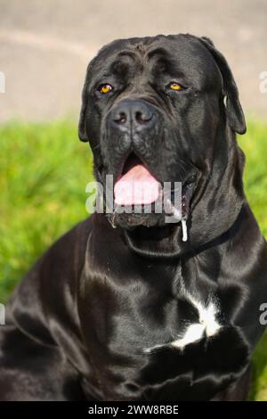 Gemischte Rasse zwischen Labrador und Great Dane, muskulöser Aufbau, verspielte Persönlichkeit, stark, sportlich, breiter Kopf, kräftiger Kiefer, Augen groß und expr Stockfoto