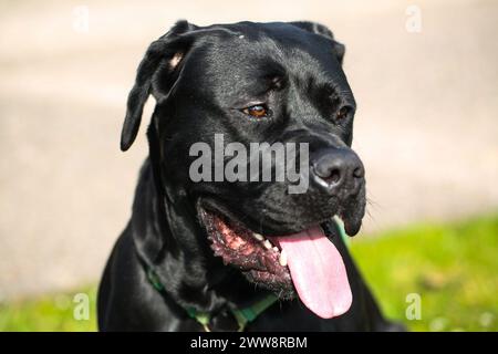 Gemischte Rasse zwischen Labrador und Great Dane, muskulöser Aufbau, verspielte Persönlichkeit, stark, sportlich, breiter Kopf, kräftiger Kiefer, Augen groß und expr Stockfoto