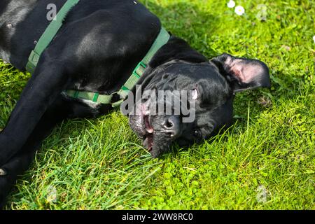 Gemischte Rasse zwischen Labrador und Great Dane, muskulöser Aufbau, verspielte Persönlichkeit, stark, sportlich, breiter Kopf, kräftiger Kiefer, Augen groß und expr Stockfoto