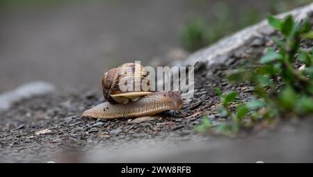 Eine Schnecke kriecht auf dem Boden, regnerisches Wetter. Stockfoto