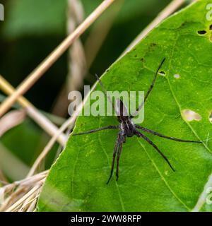 die spinne auf grünem Blatt schließt den Sommertag. Stockfoto