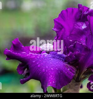 Ein wunderschönes Blumenmakros eines lila bärtigen Iris-Blütenkopfes in voller Blüte mit Tau auf Blüten Stockfoto