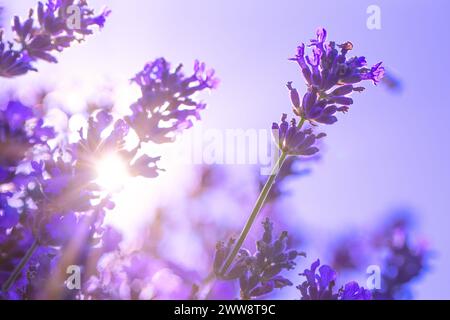 Lavendel Serenity: Friedliche Blumenwiese Stockfoto