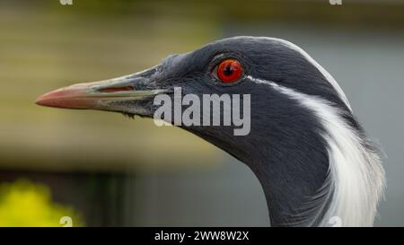 Virgin Crane: Elegante Anthropoides Virgo in Natural Habitat Stockfoto