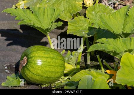 Grüner Kürbis, der im Garten im Sonnenlicht wächst Stockfoto