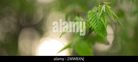 Green Serenity: Ruhiger abstrakter Hintergrund der Hainbuchenblätter Stockfoto
