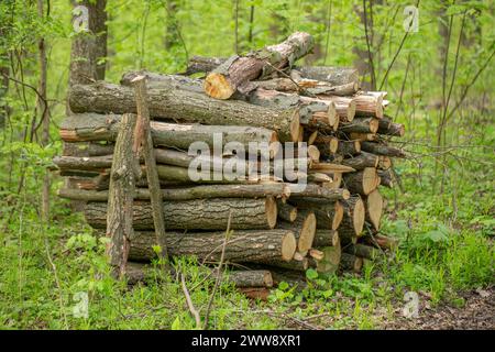 Forest Treasure: Sauber Gestapeltes Feuerholz Inmitten Von Bäumen Stockfoto